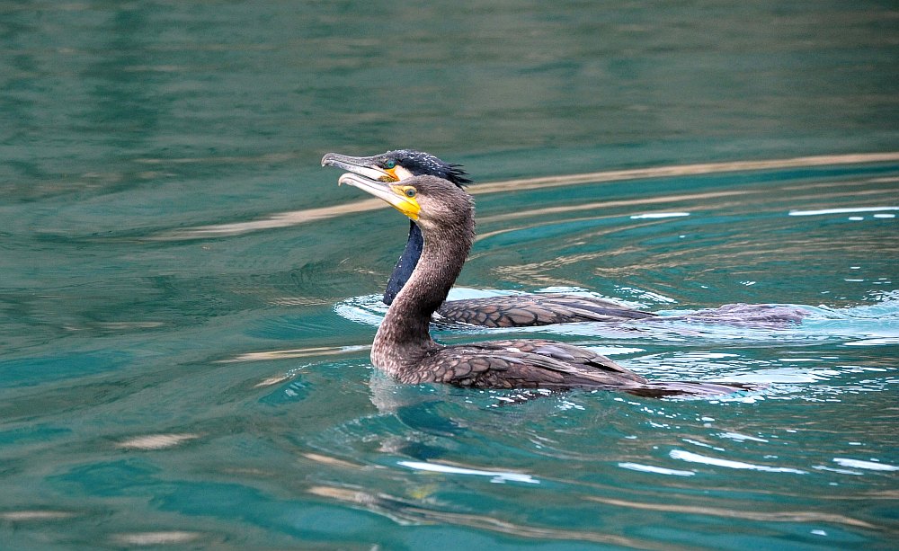 Cormorani nel periodo riproduttivo